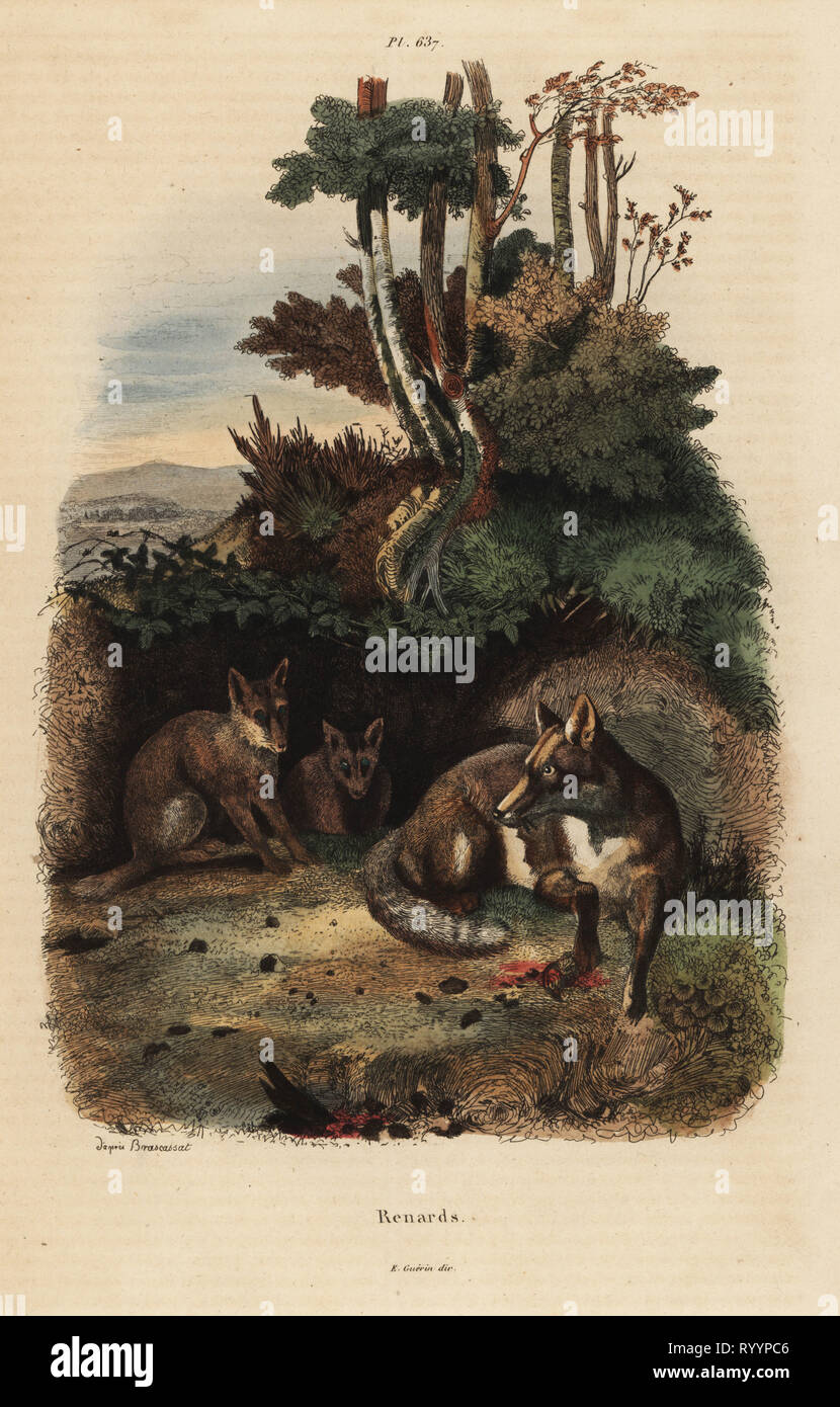 Le renard roux, Vulpes vulpes, en dehors d'un terrier. Gravure coloriée après une illustration par Jacques Raymond Brascassat de Felix-Edouard Guerin-Meneville's Dictionnaire pittoresque d'Histoire Naturelle (Dictionnaire pittoresque d'Histoire Naturelle), Paris, 1834-39. Banque D'Images