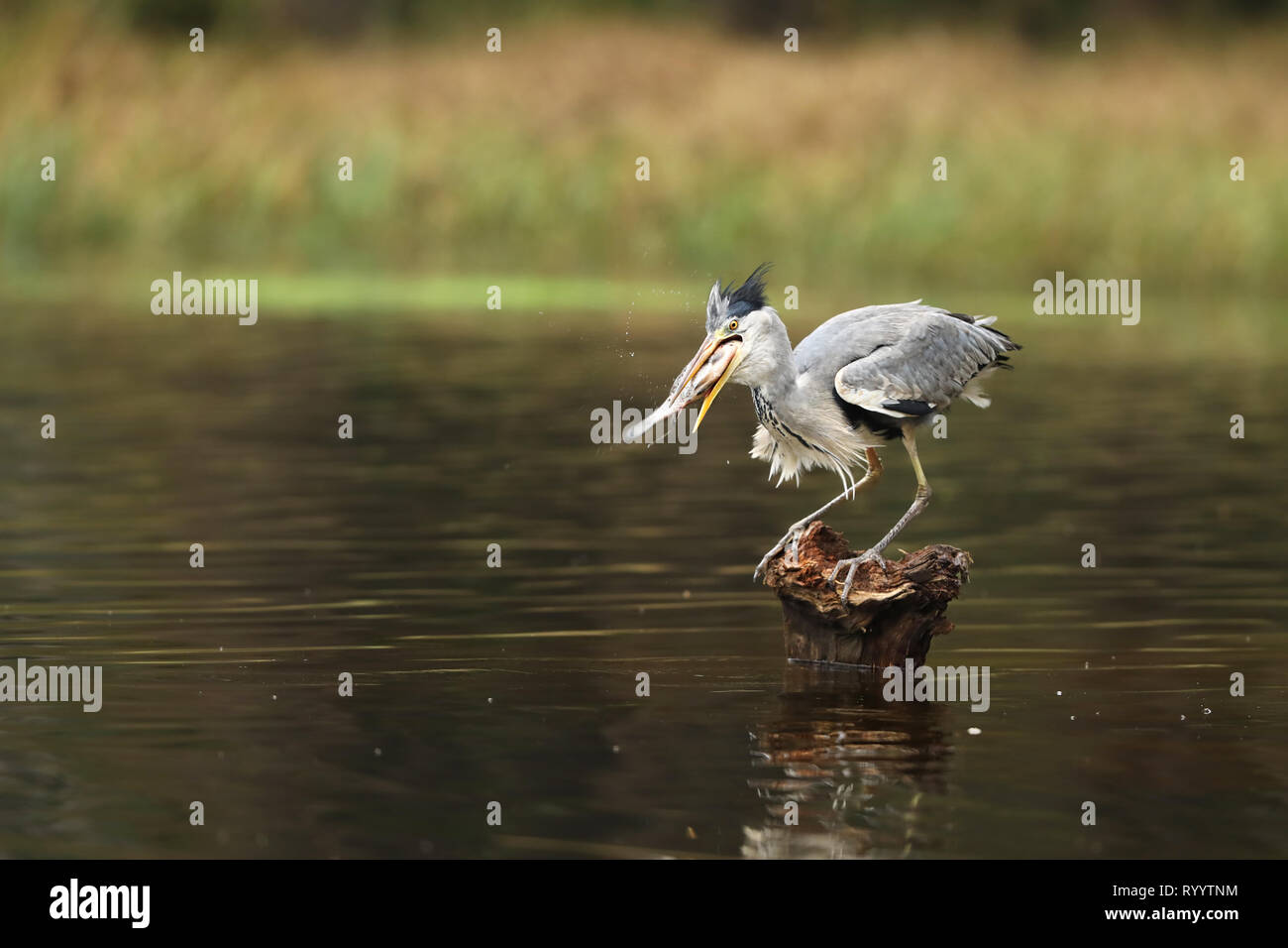 Héron cendré avec des poissons capturés de la souche - Ardea cinerea Banque D'Images
