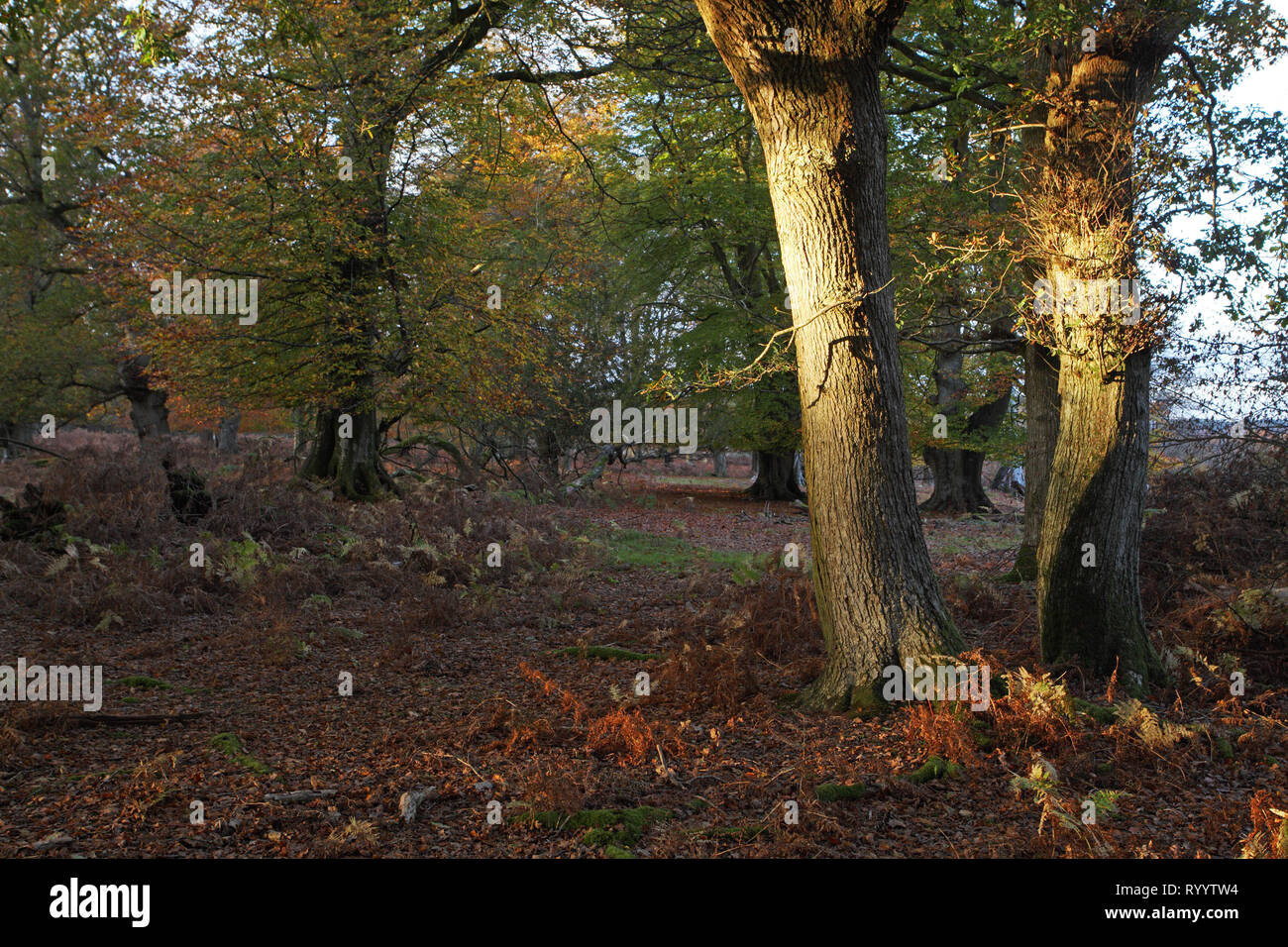 Chêne pédonculé Quercus robur et trunks Hêtre Fagus sylvatica Bois Bratley Parc national New Forest Hampshire England UK Banque D'Images