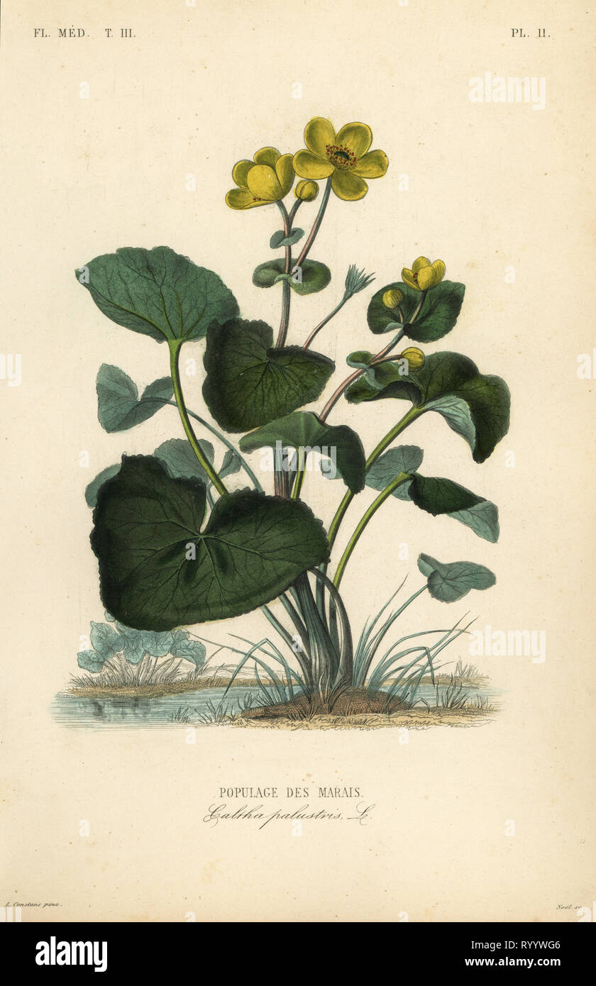 Kingcup ou populage des marais, Caltha palustris Populage des marais. Coloriée à la gravure sur acier par Alphonse-Leon Noel après une illustration botanique par Charles Louis Constans de Pierre Oscar reveil, A. Dupuis, Fr. Gérard et François Herincq's La REGNE VEGETAL : Flore medicale, L. Guérin, Paris, 1864-1871. Banque D'Images