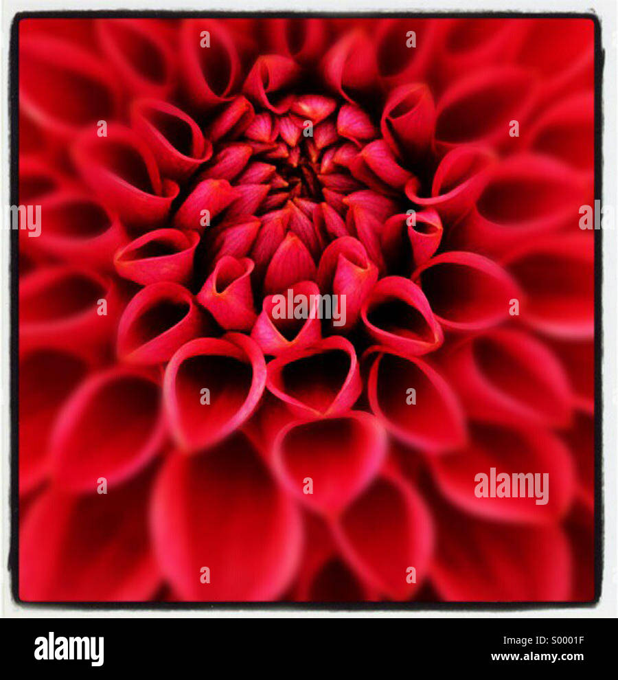Close up of red flower Banque D'Images