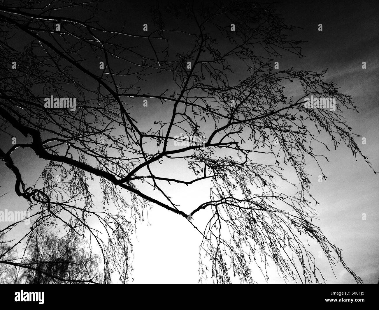 Abstract tree branches Banque D'Images