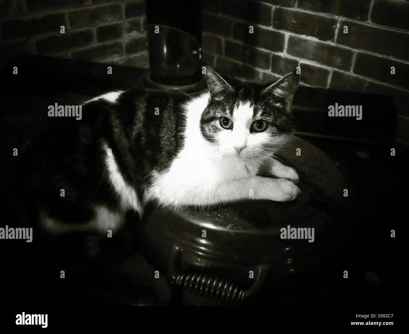 Chat peur Banque de photographies et d’images à haute résolution Alamy