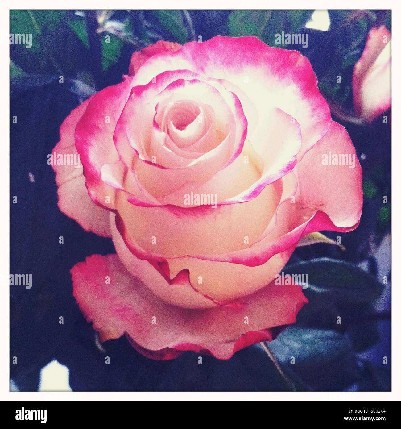Une vue rapprochée d'une couleur rouge et blanc fleur rose Banque D'Images