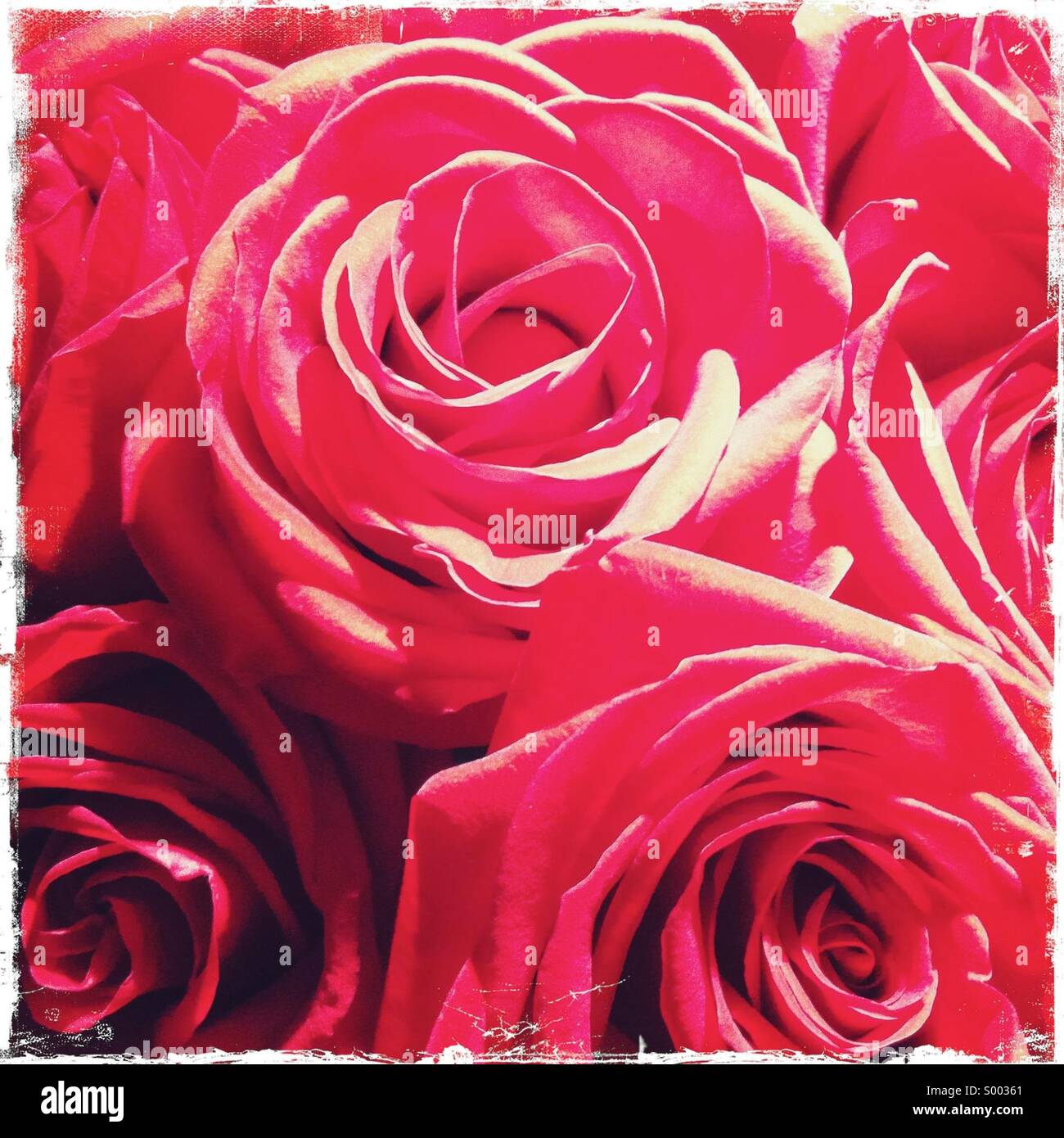 Vue rapprochée de nombreuses fleurs roses rouges Banque D'Images
