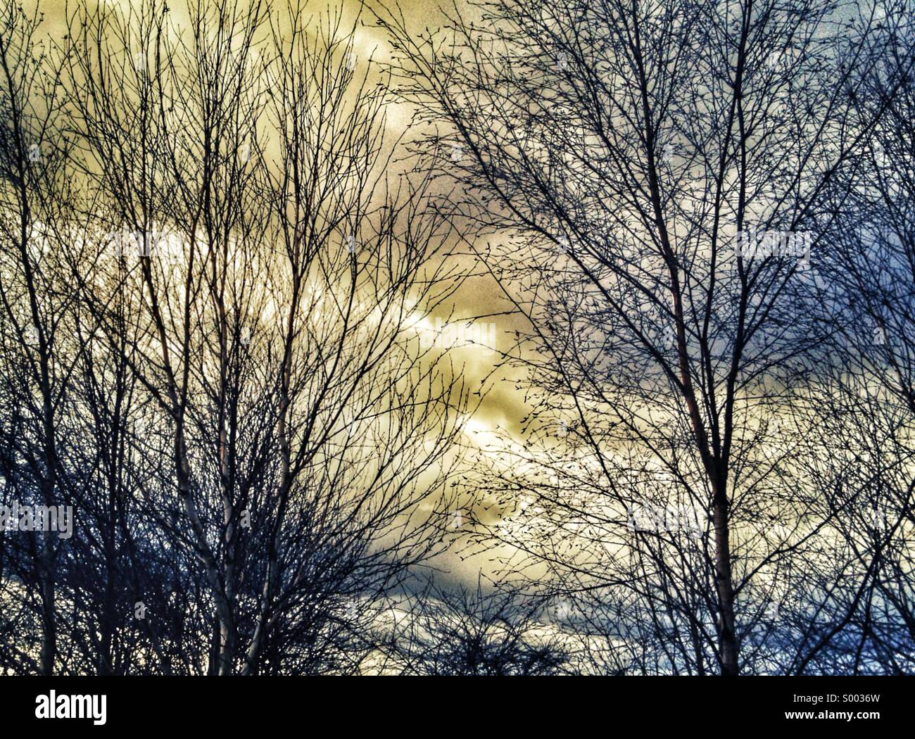 La silhouette des arbres et le coucher du soleil Banque D'Images