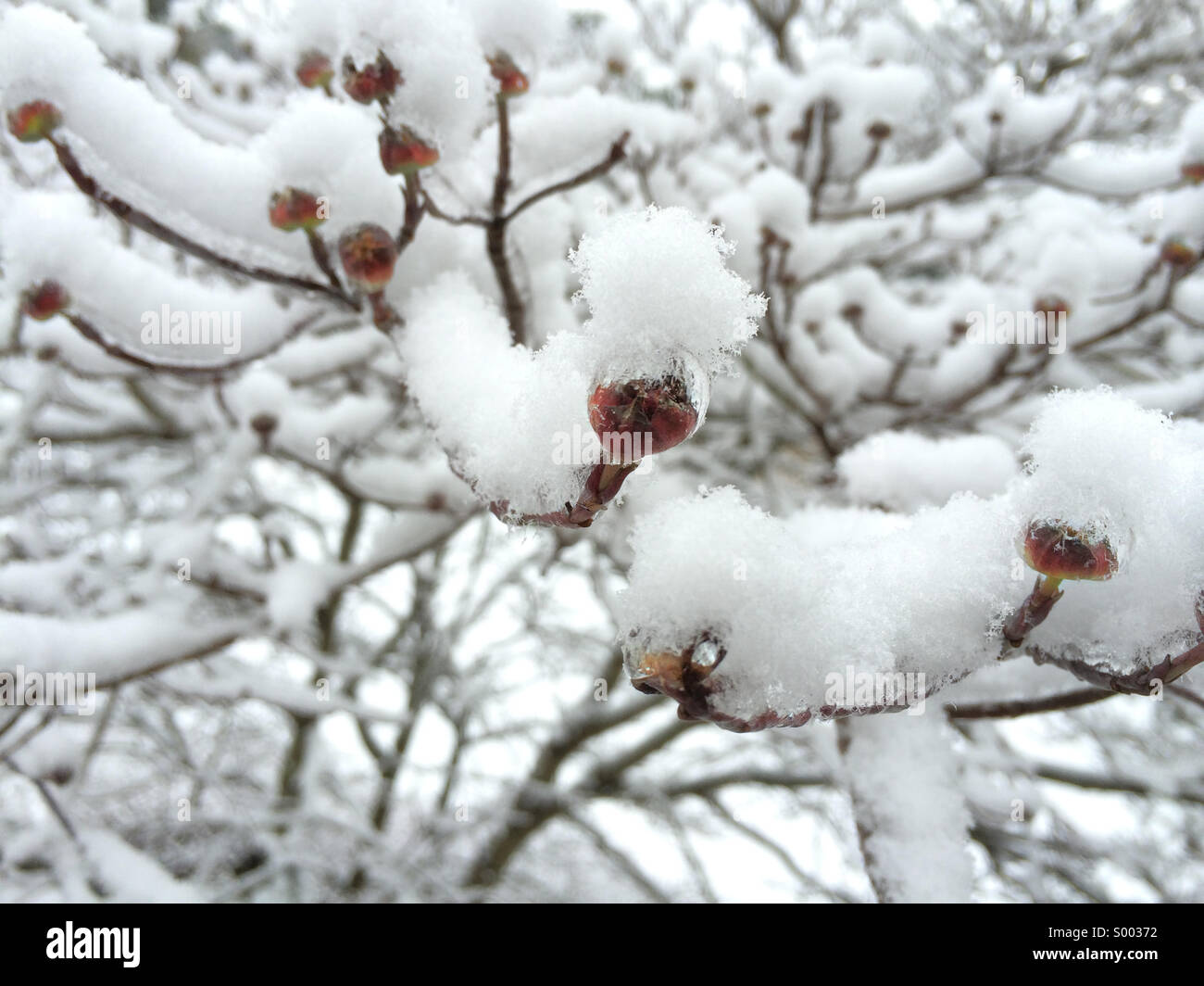Atlanta, Géorgie arbre Cornouiller bourgeons recouvert avec de la glace et la neige accumulée des branches. USA. - Image de stock capturée avec un smartphone