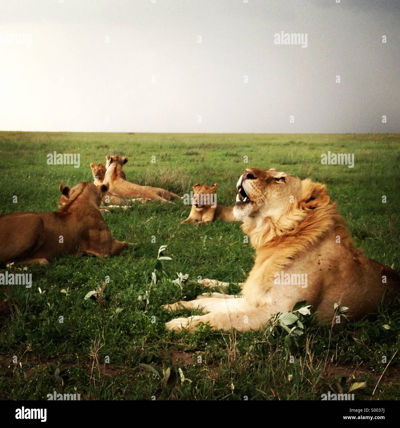 Famille de lions couchés dans l'herbe dans le parc national du Serengeti, Tanzanie. Banque D'Images