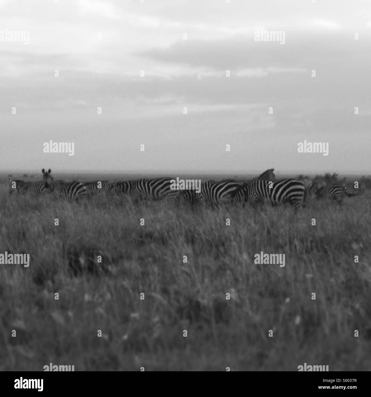 Groupe de zèbres dans l'herbe de la Savane. Parc national de Serengeti, Tanzanie. Banque D'Images