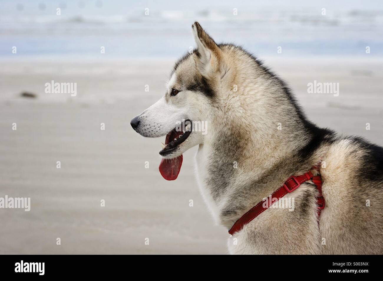 Husky de Sibérie à l'entraînement à la plage Banque D'Images