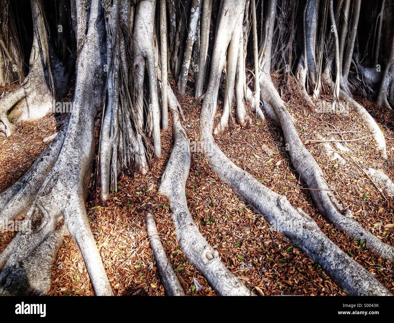 Arbre avec racines Banque de photographies et d’images à haute ...