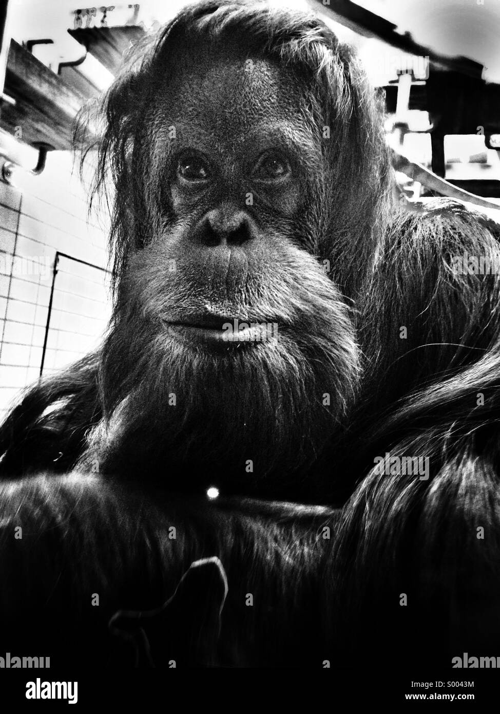 L'orang-outan mâle au zoo Banque D'Images