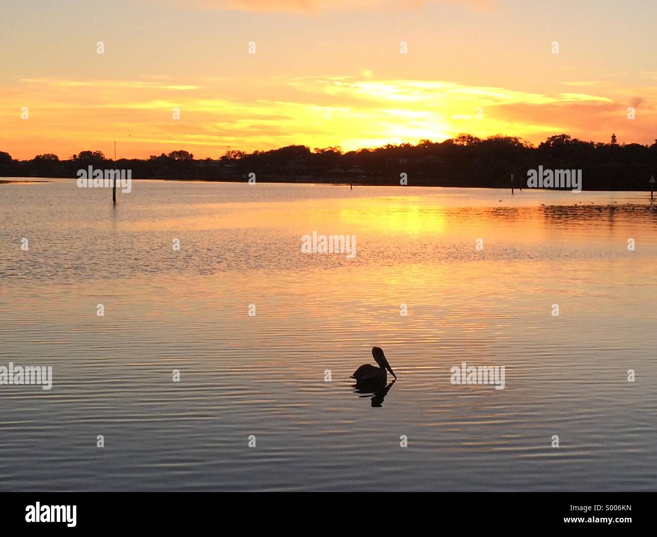 Pelican piscine au coucher du soleil à Safety Harbor, Saint Petersburg, Floride. Banque D'Images