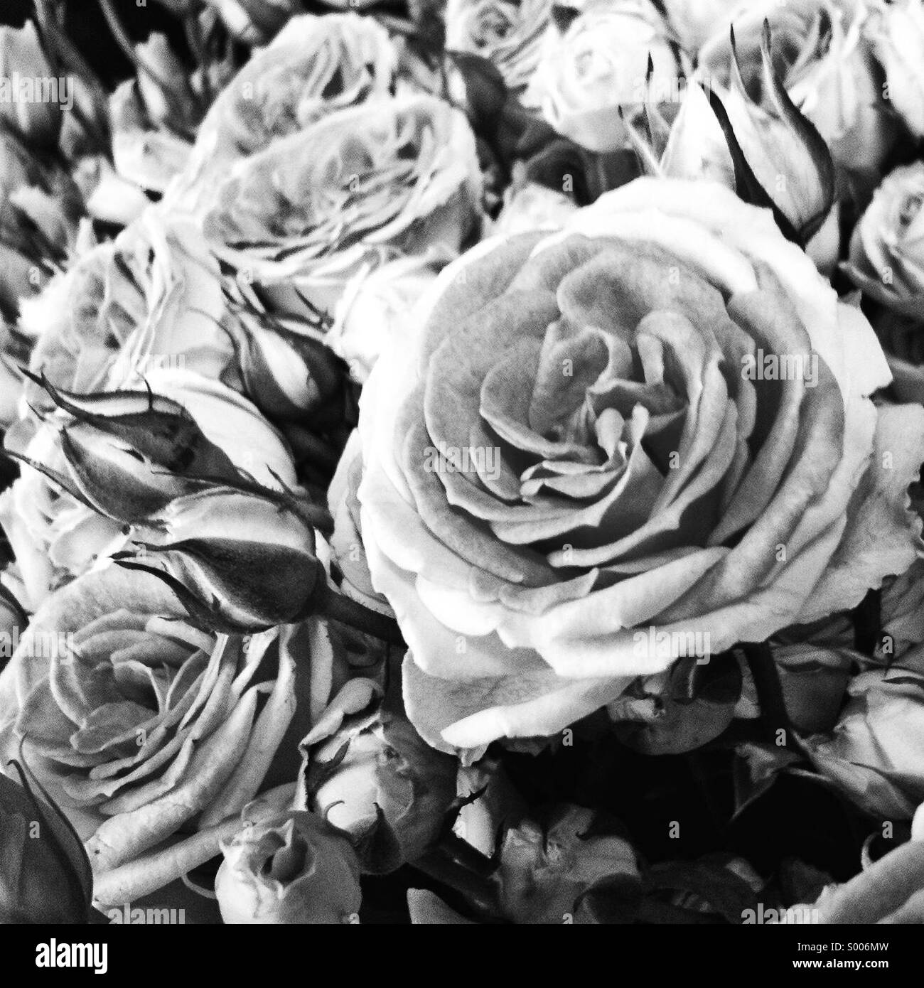 Noir blanc rose en n Banque D'Images Noir blanc rose en n Banque D'Images