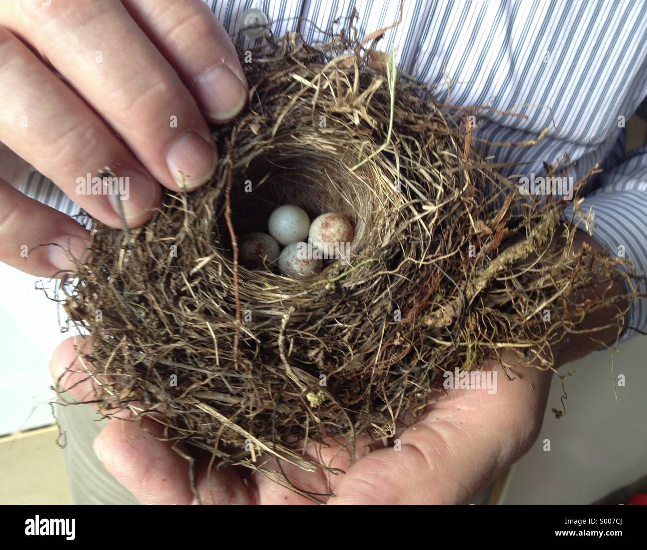 Holding bird nest - Image de stock capturée avec un smartphone