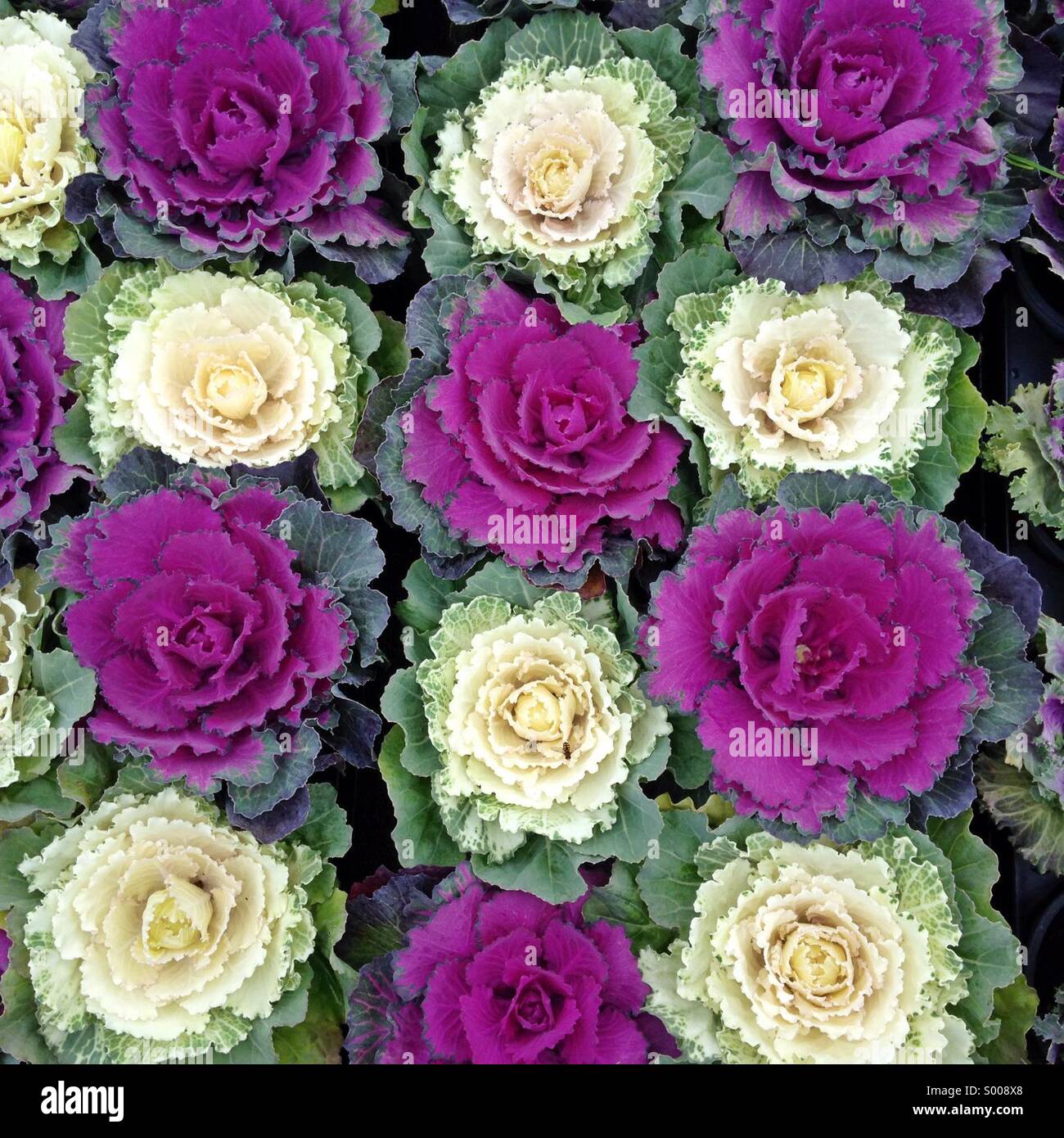Close up of Chou ornemental/Floraison chou (Brassica oleracea). Ce fleurs peuvent être utiliser comme plante décorative, dans le jardin et aussi comestibles. Banque D'Images