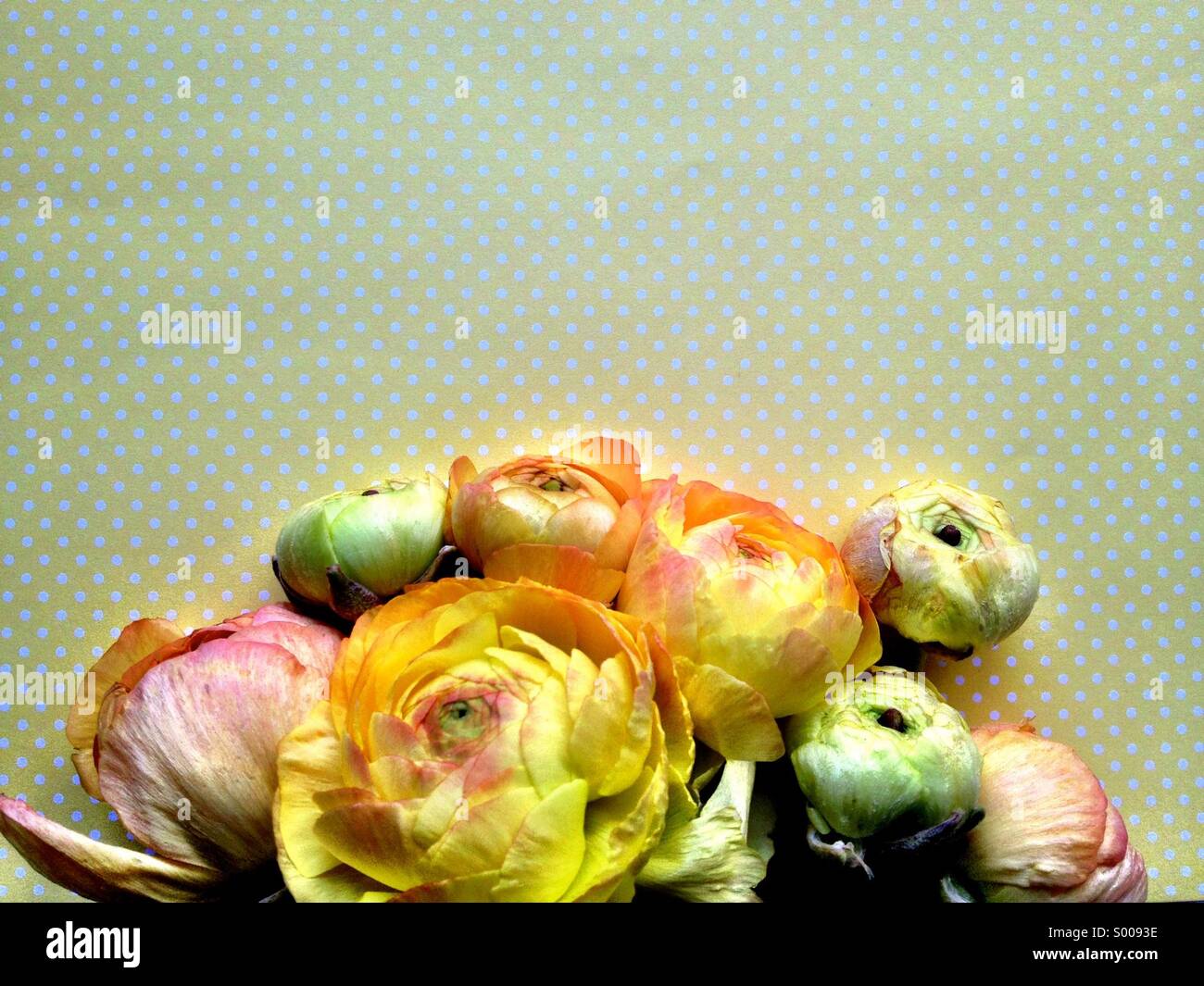 Ranunculus fleurs à pois jaune Banque D'Images