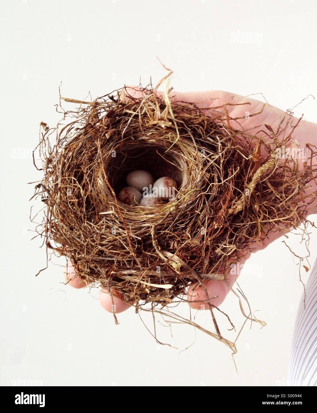 Man holding nid avec des oeufs - Image de stock capturée avec un smartphone