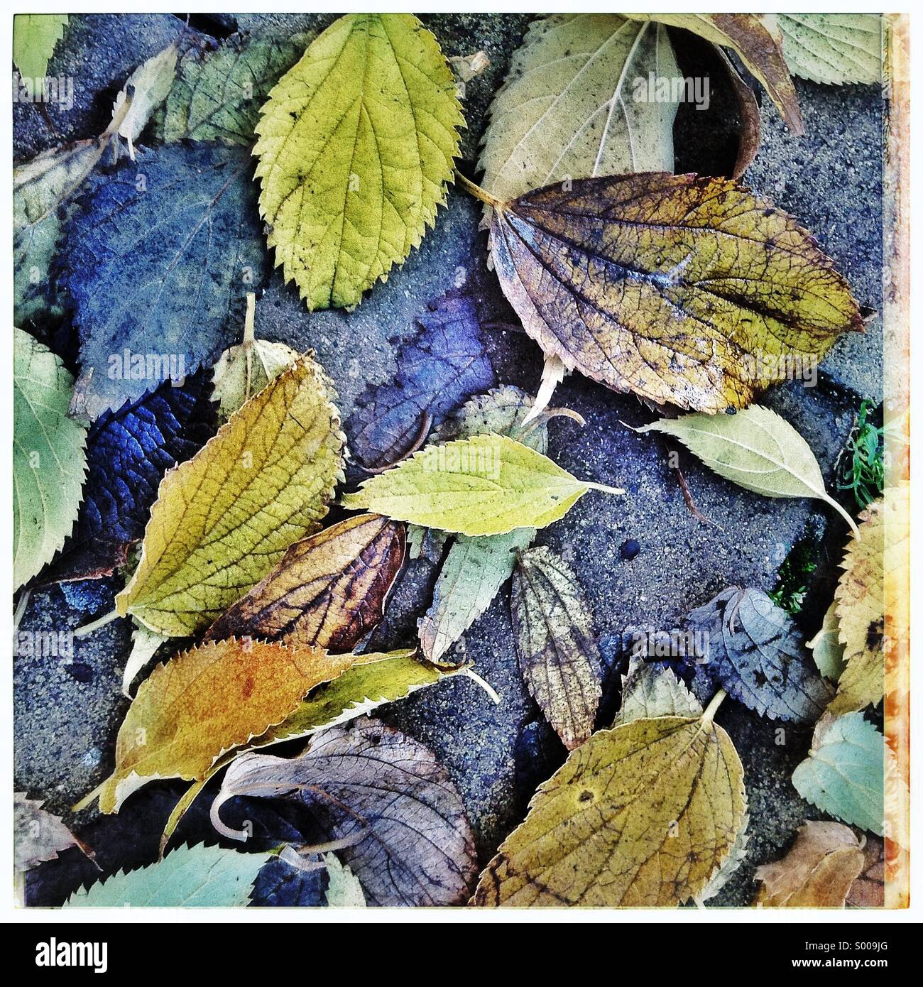 Autumnal leaves fallen humide arrière-plan sur le sol d'une ville. Banque D'Images