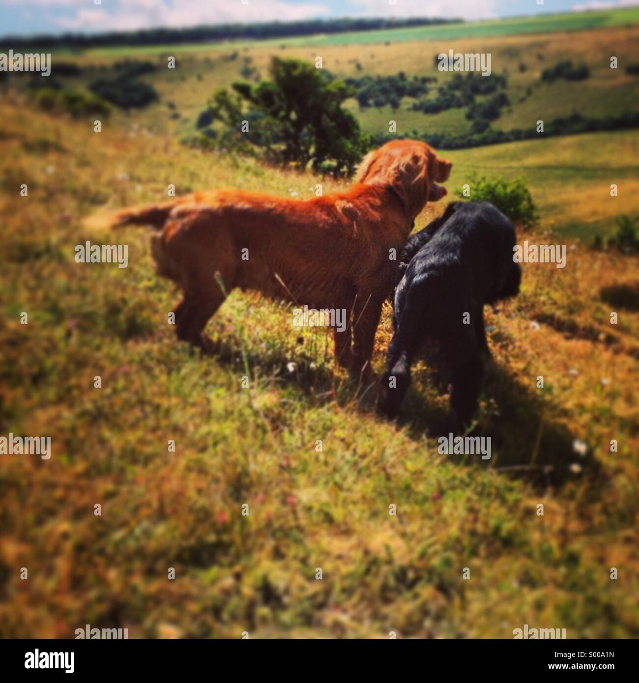 Wiltshire downs avec les chiens. Vues de Cranborne Chase. L'Angleterre. L'été 2013. Banque D'Images