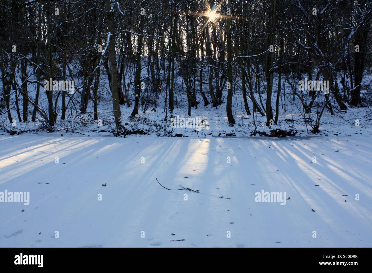 La lumière à travers les arbres sur la neige Banque D'Images