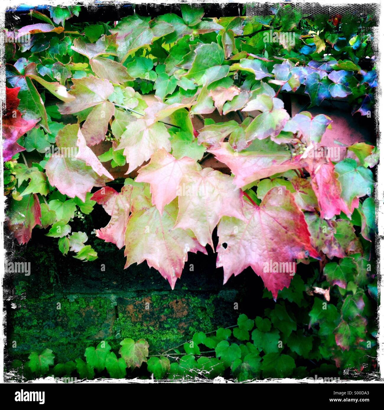 Feuilles de lierre rose et vert vers le bas de plus en plus d'un mur Photo  Stock - Alamy
