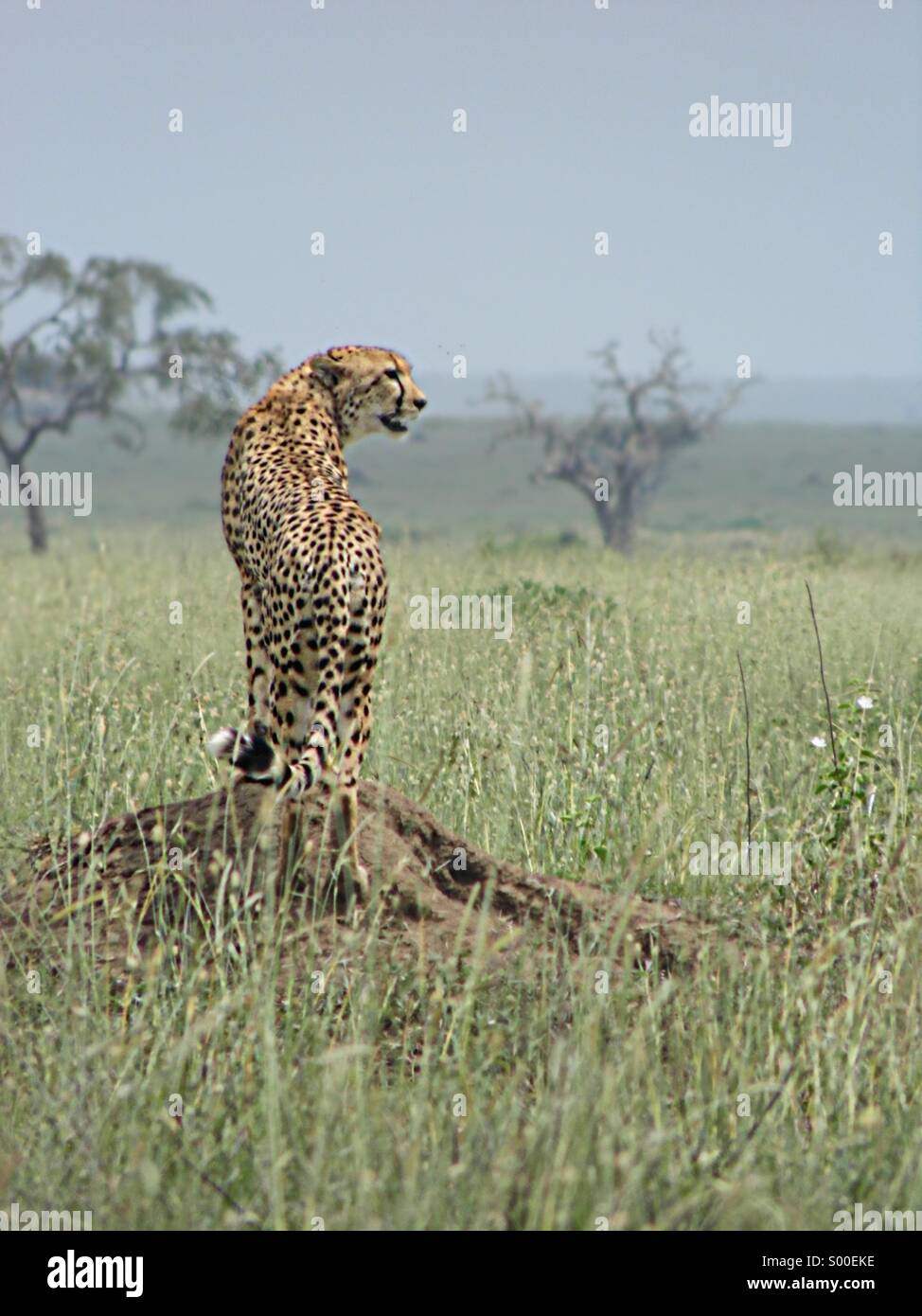 Le guépard à l'état sauvage des plaines du Serengeti Banque D'Images