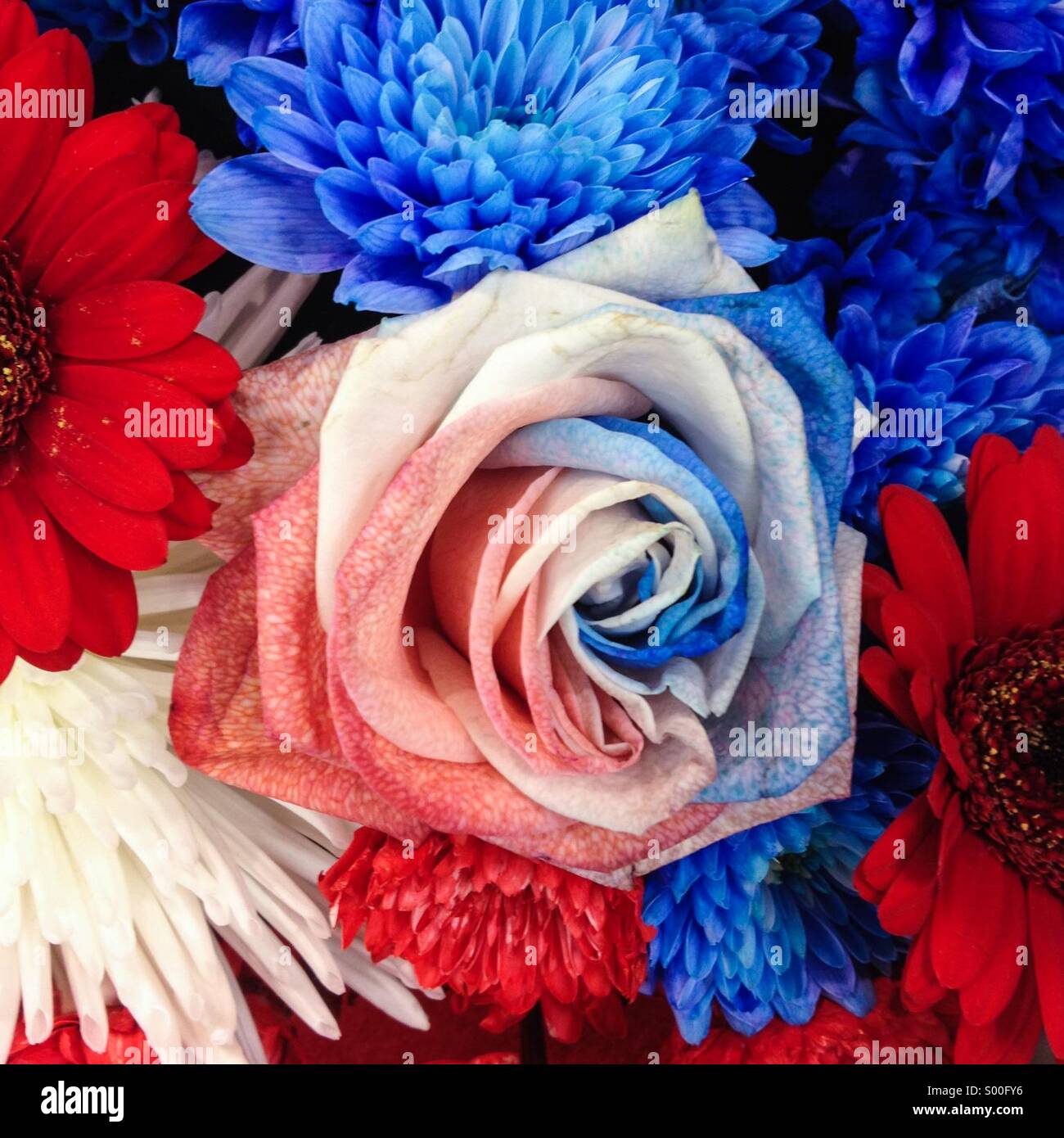 Rouge, blanc et bleu fleur rose - Image de stock capturée avec un smartphone
