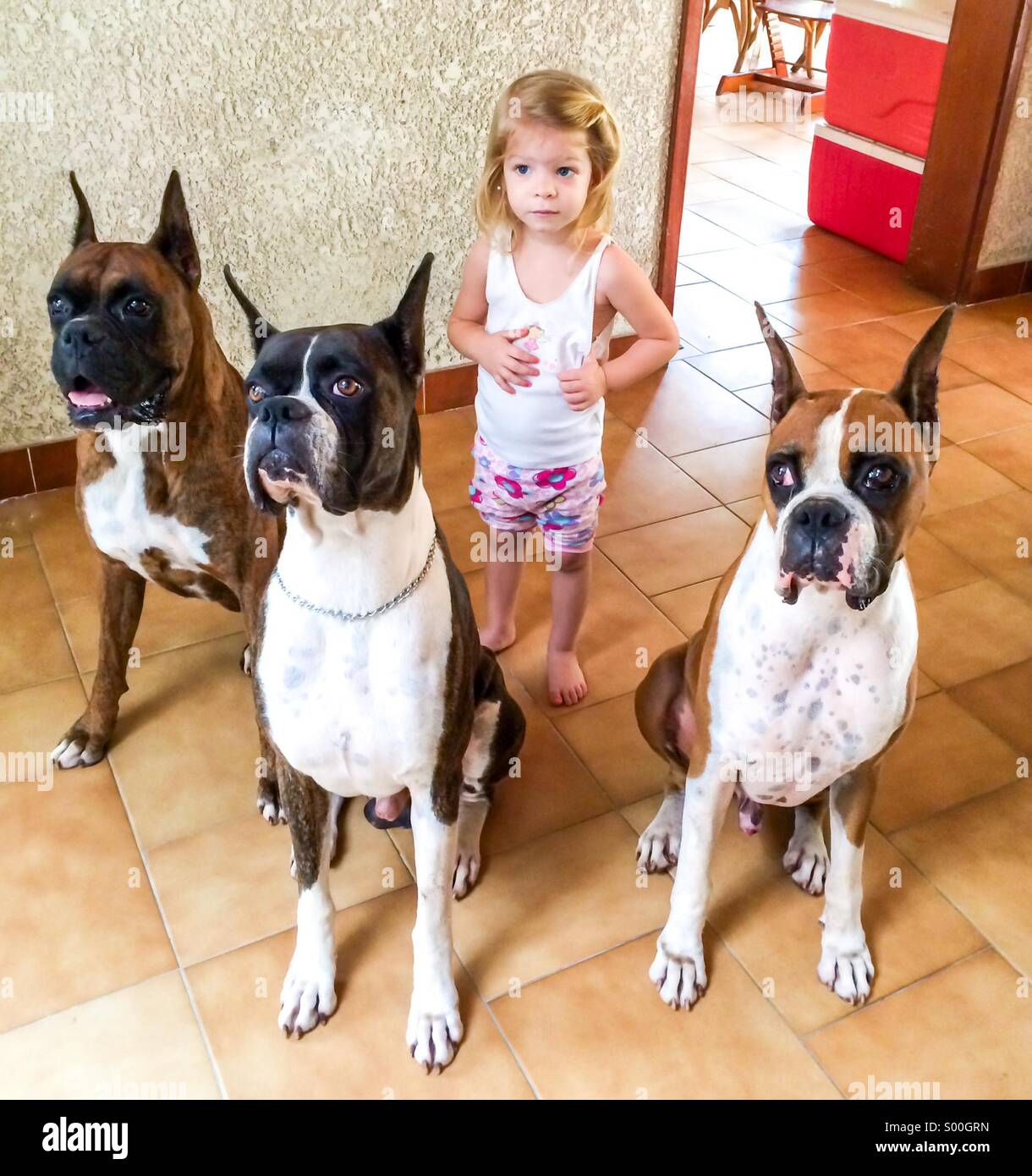 Petite fille avec ses trois chiens boxer. Little Dog Whisperer Photo Stock Alamy