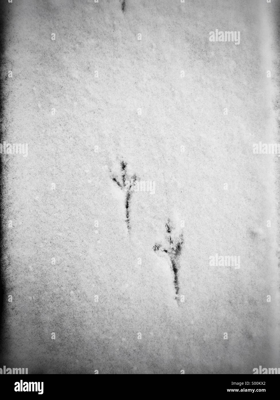 Traces d'oiseaux dans la neige Banque D'Images