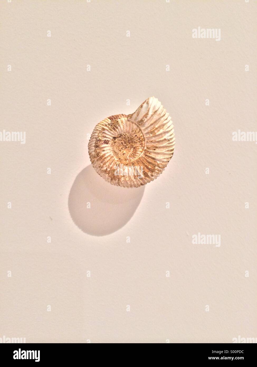 Ammonite fossile. Banque D'Images