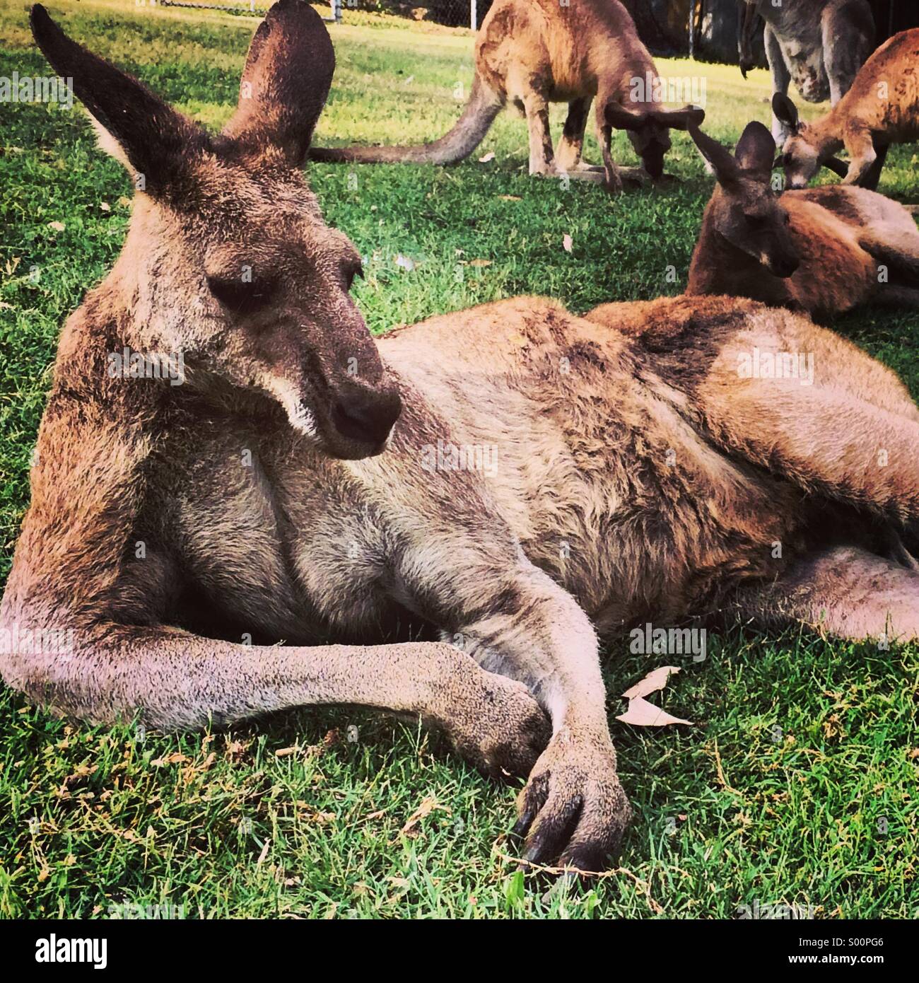 Un kangourou couchée sur l'herbe Banque D'Images