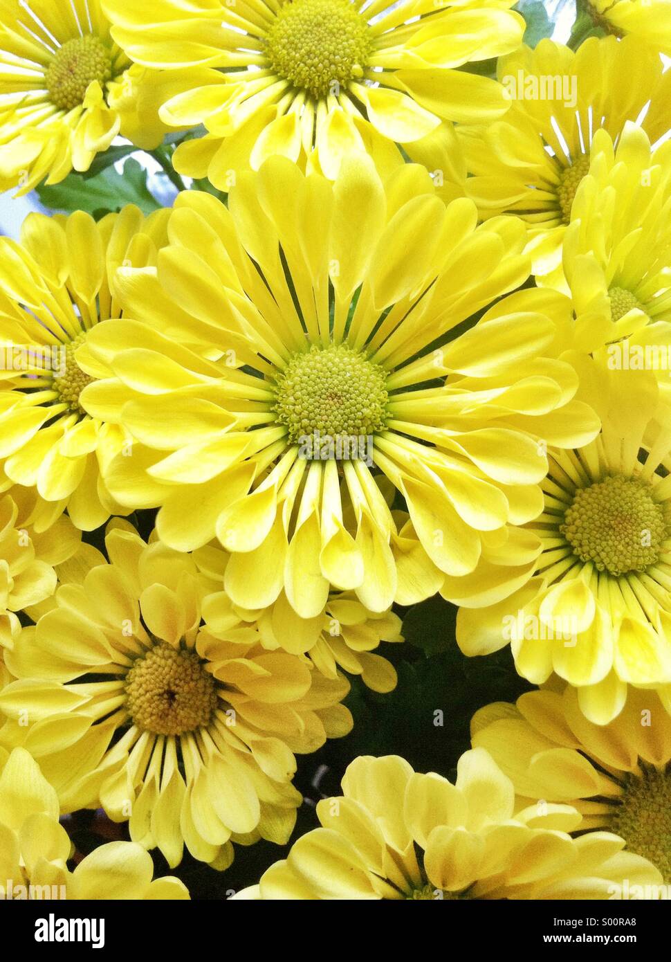 Fleurs chrysanthème jaune Banque D'Images