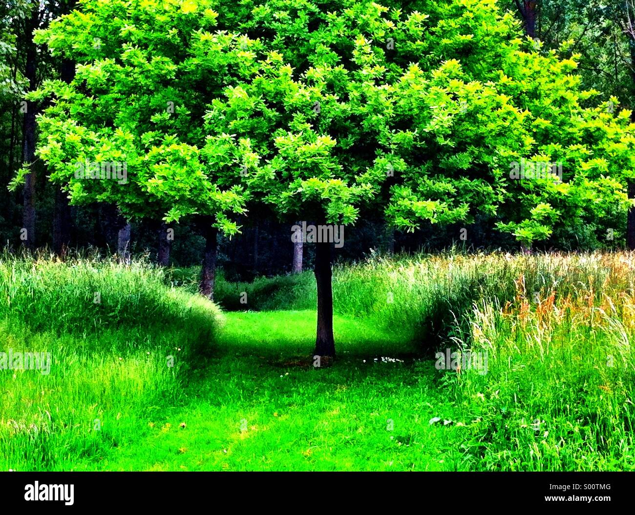 Arbre vert Banque D'Images