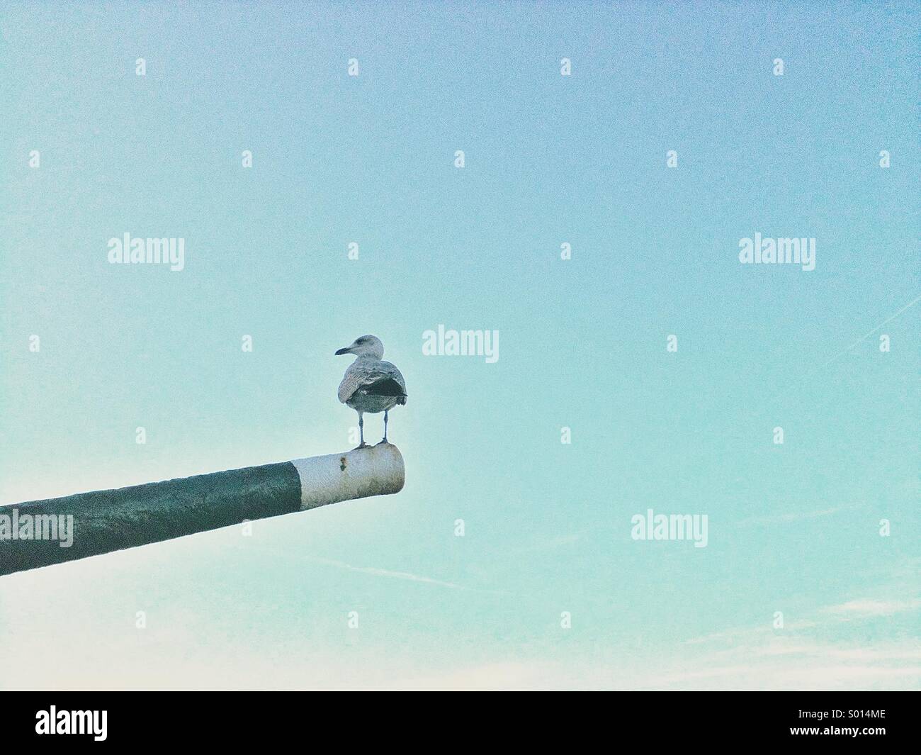 Gull debout sur le fin d'un vieux canon at UK ville balnéaire. - Image de stock capturée avec un smartphone