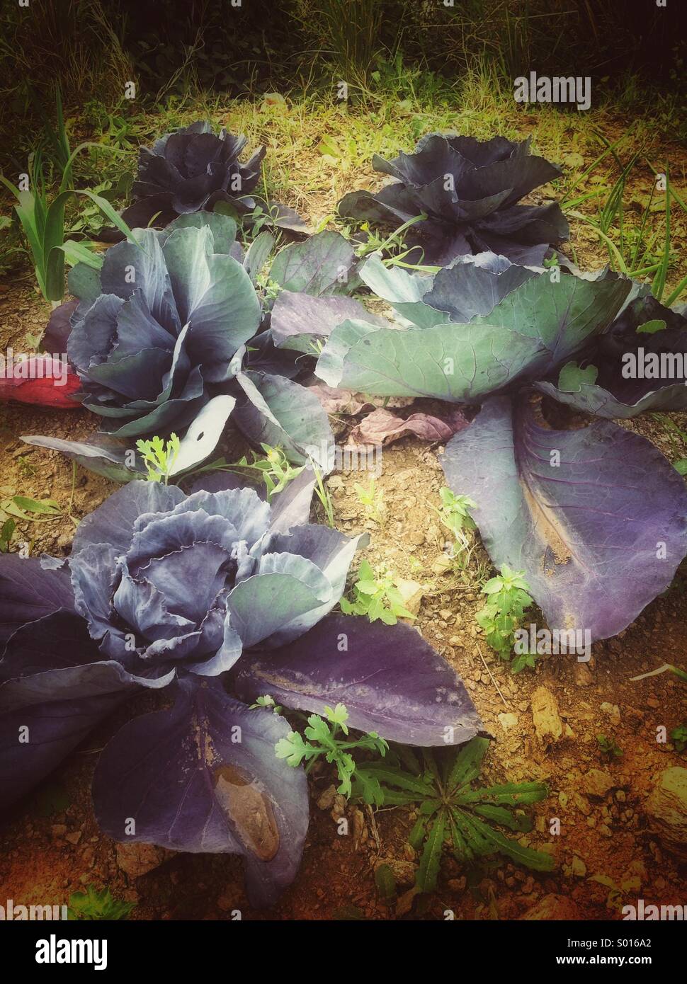 Cabage rouge dans un potager bio - Image de stock capturée avec un smartphone