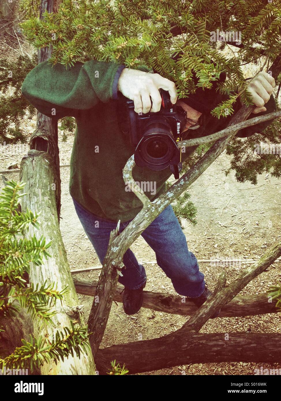 L'homme dans l'arbre avec l'appareil photo pour prendre des photos. Banque D'Images