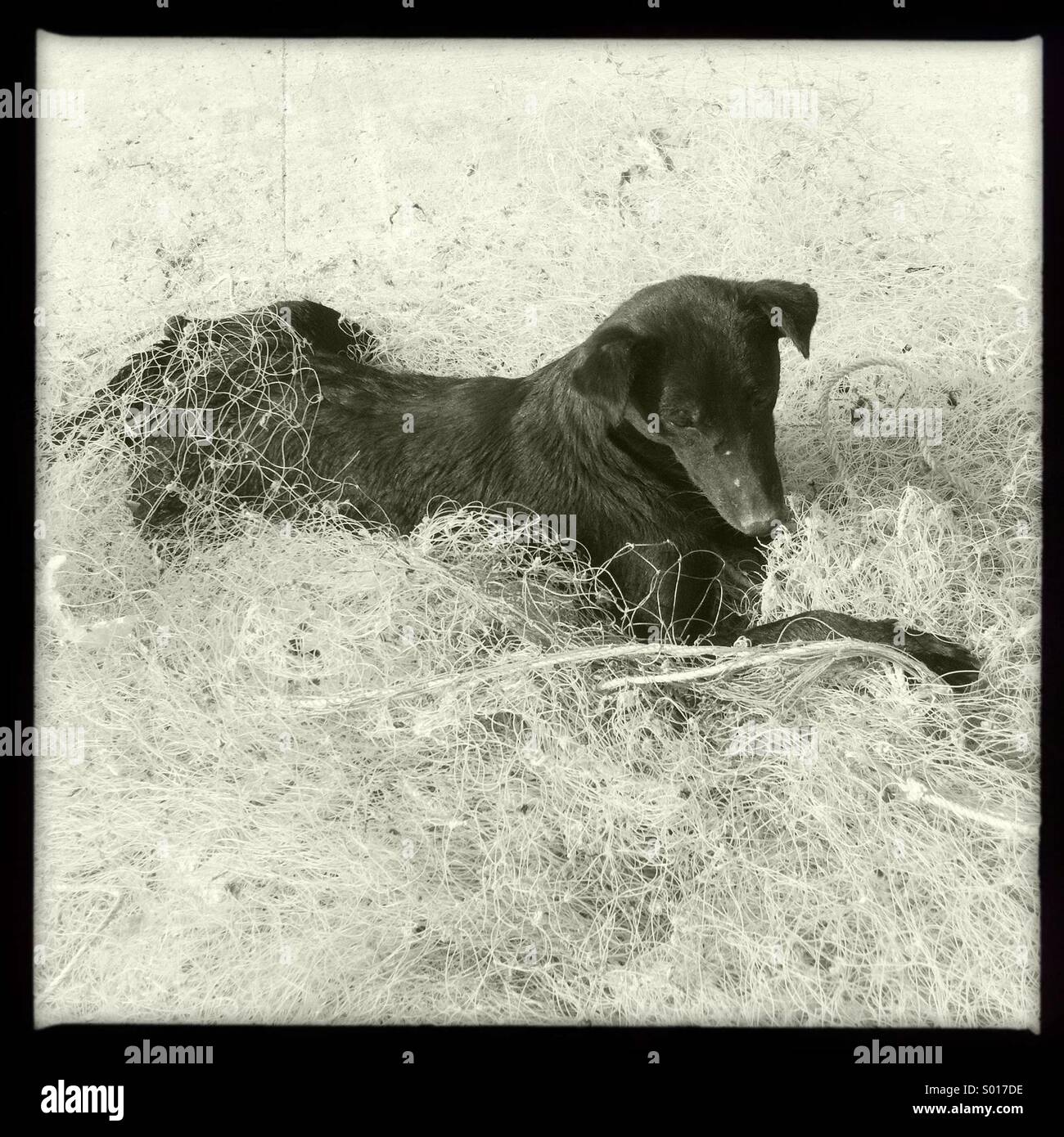 Un chien noir sur net pêcheur Banque D'Images
