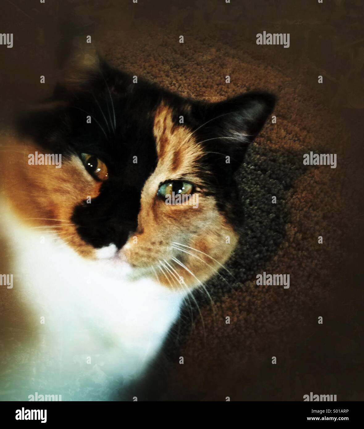 Un mignon petit chat calico. Banque D'Images