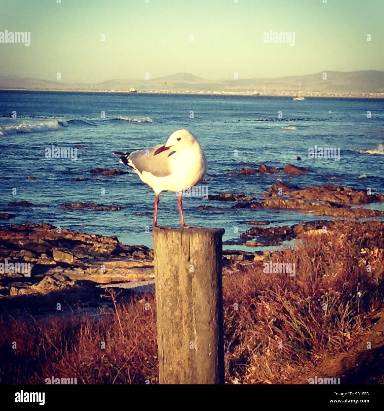 Mouette en mer point beachfront à Cape Town, Afrique du Sud Banque D'Images