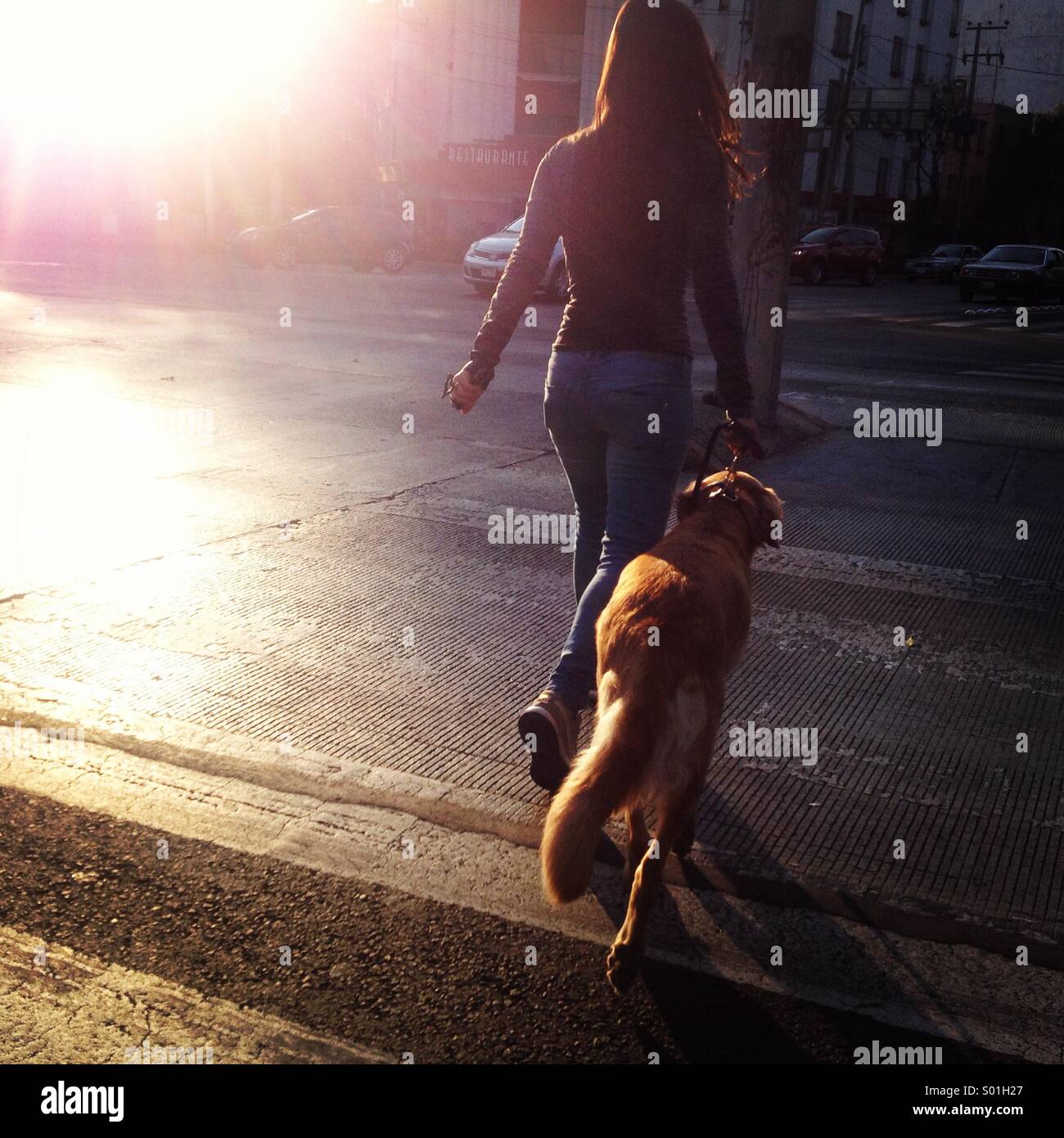 Une femme traverse une rue avec un Labrador Retriever dog au coucher du soleil à Colonia Roma, Mexico, Mexique - Image de stock capturée avec un smartphone
