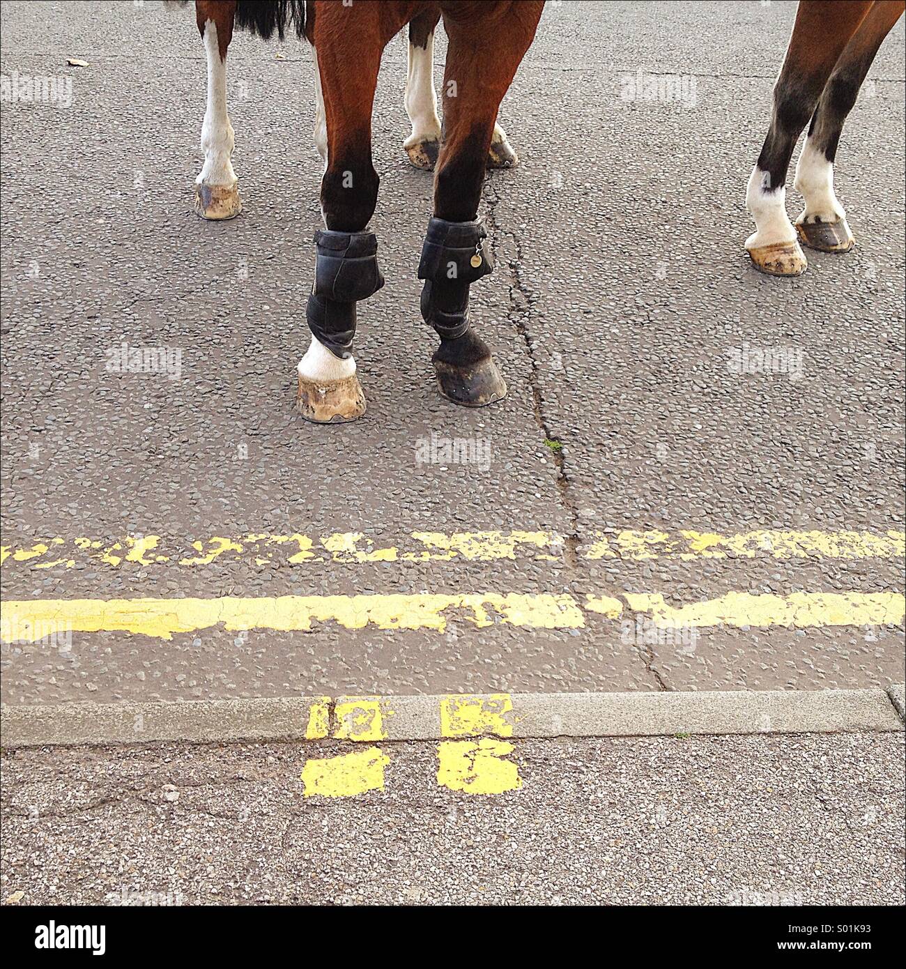 Cheval de police Banque D'Images