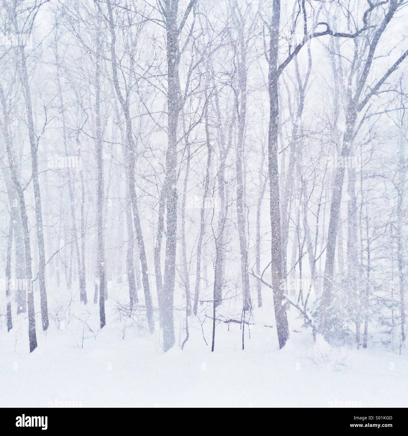Une scène de neige dans les bois Banque D'Images