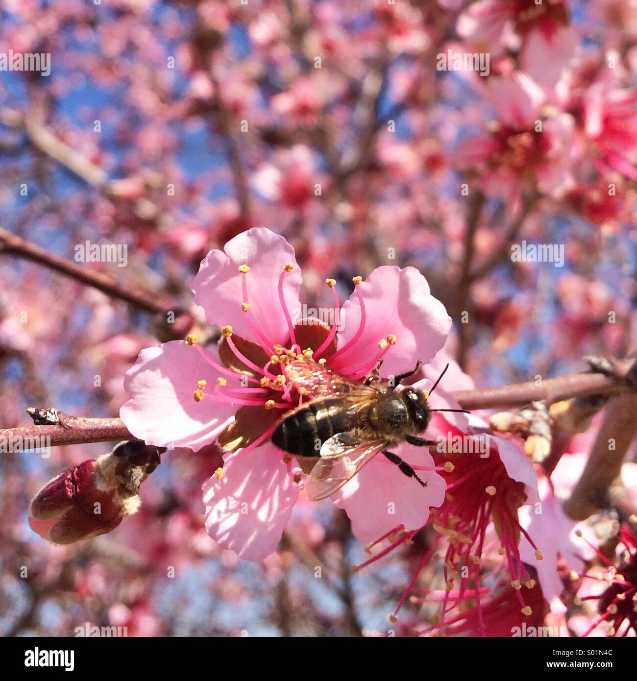 Gros plan d'une abeille sur une fleur d'amande rose dans un jour clair. Banque D'Images