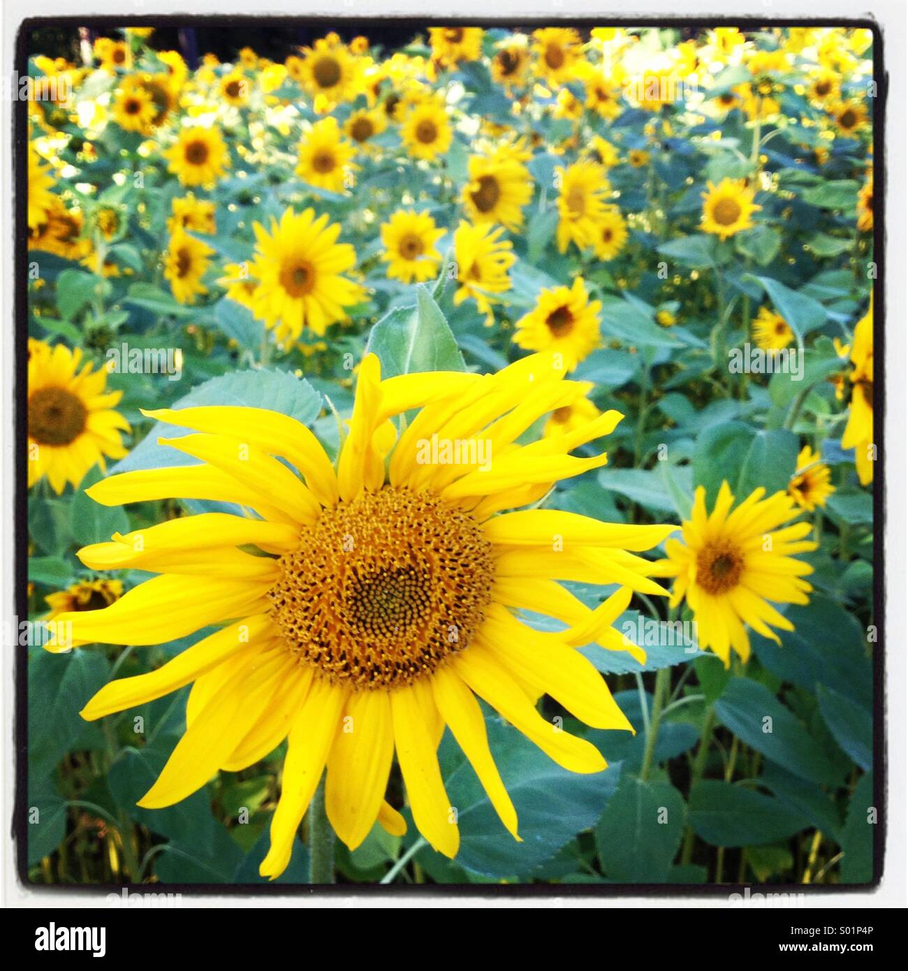 Un champ de tournesols Banque D'Images