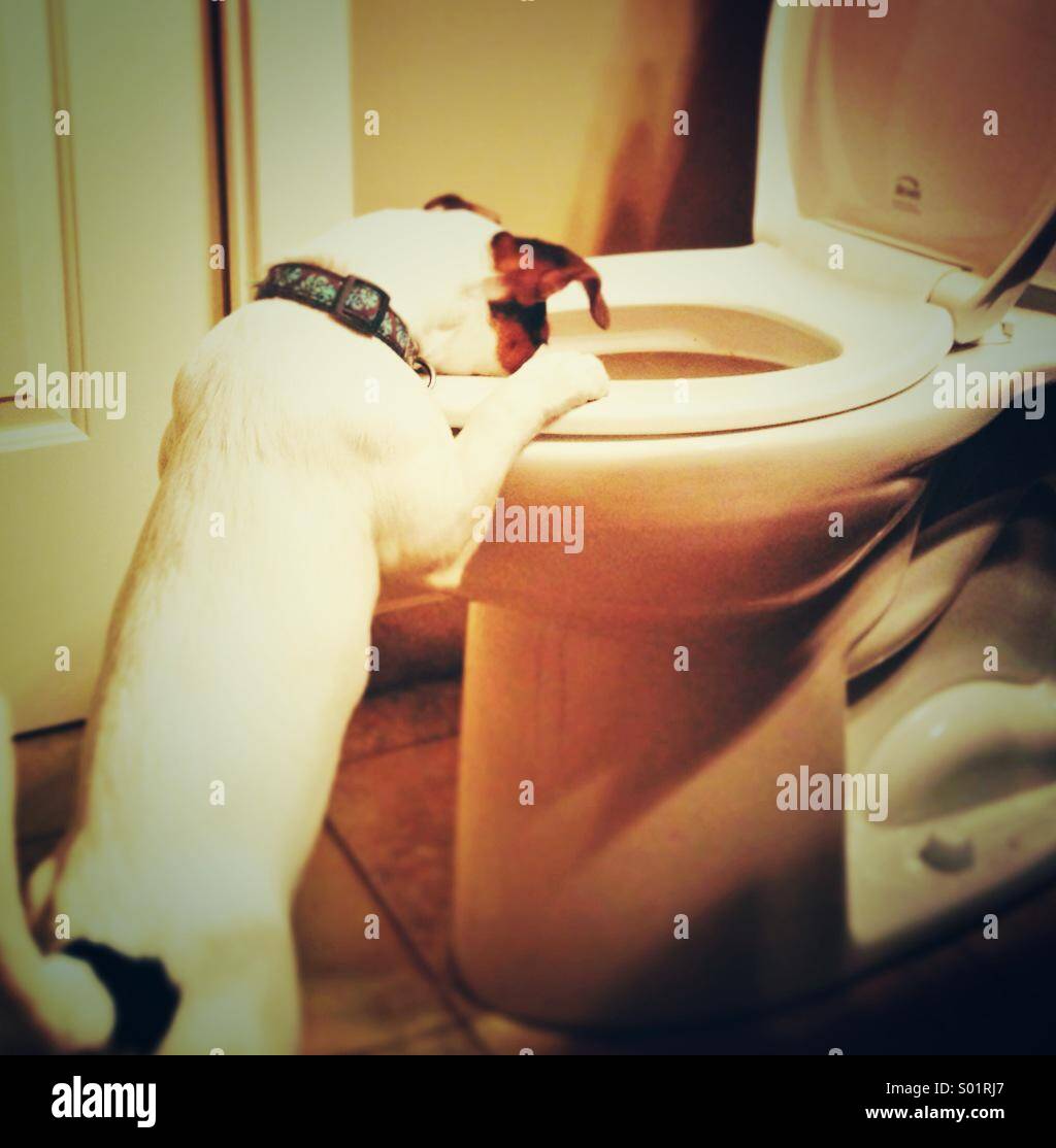 Le chiot : cinq mois, Jack Russell Terrier penché au-dessus de la cuvette des toilettes. Banque D'Images