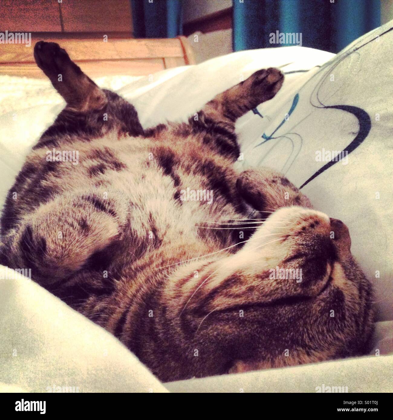 Chat Tigre De Dormir Sur Le Dos Photo Stock Alamy