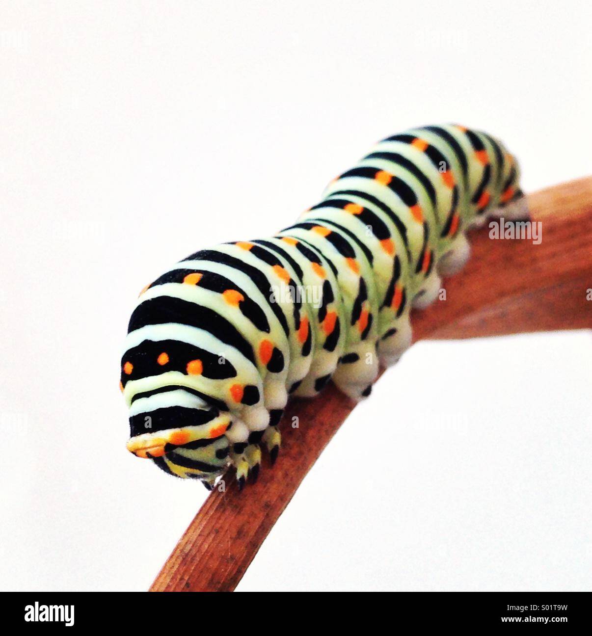 Caterpillar colorés Banque D'Images