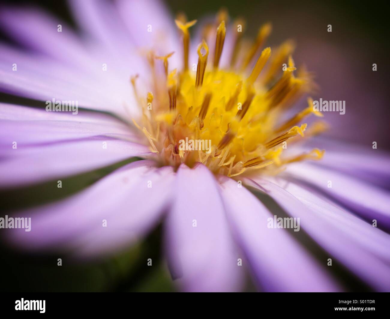 Michaelmas daisy close-up Banque D'Images