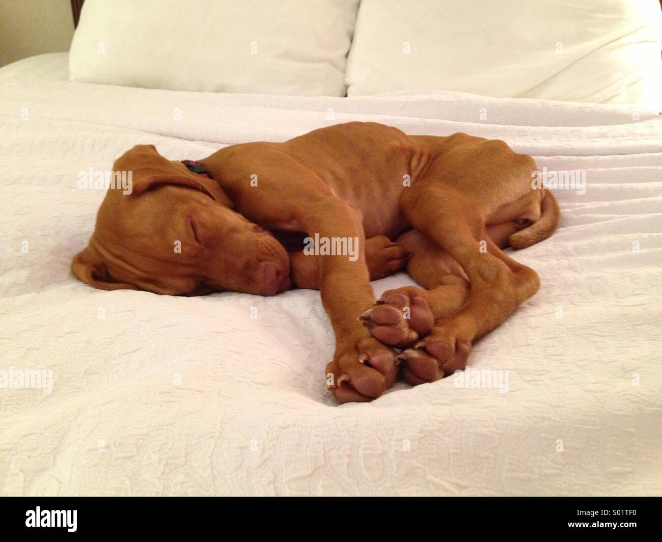 Vizsla devint chiot dormir sur un lit Banque D'Images